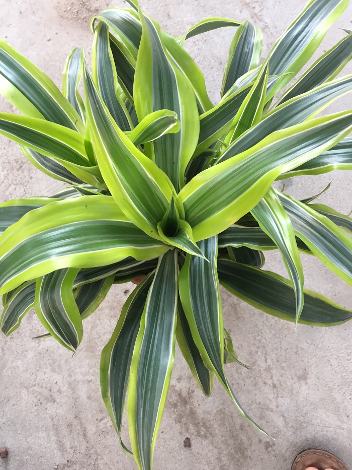 金边巴西美人价低室内吸甲醛