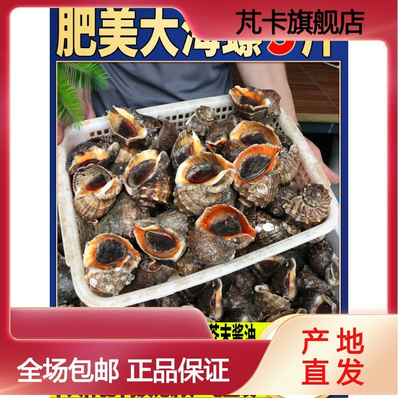 海螺鲜活3斤新鲜生猛超大特大大海螺海鲜水产鲜活青岛特产小海螺|ruв категории водной мясо/свежие фрукты и овощи/еда, морепродукты/водные продукты/изделия, моллюски, изумрудный винт - от Buy2taobao.com для оказания профессиональной услуги покупки агента Taobao