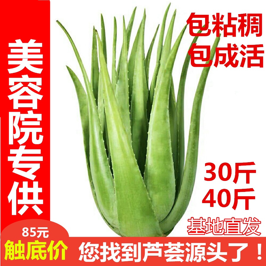 美国灌肤美容院专用库拉索芦荟