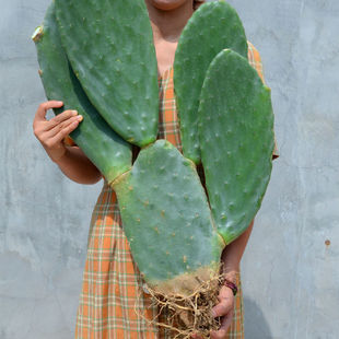 新鲜墨西哥米邦塔食用仙人掌绿色多用植物盆栽药用美容院外敷内服
