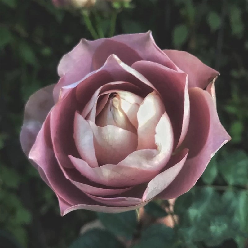 馨缘月季 法尔索/纺 复古色系灌木 花型花色另类 阳台盆栽灌木
