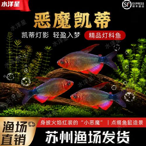 恶魔凯蒂灯鱼小型热带鱼草缸群游