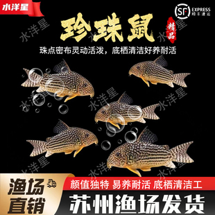 珍珠鼠鱼黄翅珍珠鼠观赏鱼鼠鱼底层鱼吃残渣工具鱼熊猫鼠淡水草缸