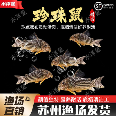 清洁鼠鱼清洁底床工具鱼吃青苔