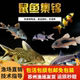 老鼠鱼清道夫金苔鼠熊猫鼠小型观赏鱼青苔底栖除藻清洁垃圾工具鱼