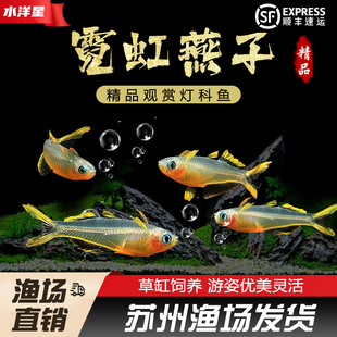 霓虹燕子鱼新郎官珍珠阿鲁橘红燕子灯科鱼热带鱼观赏活体包活