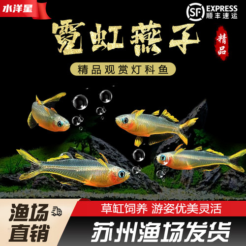 淡水热带鱼灯科鱼草缸群游观赏鱼