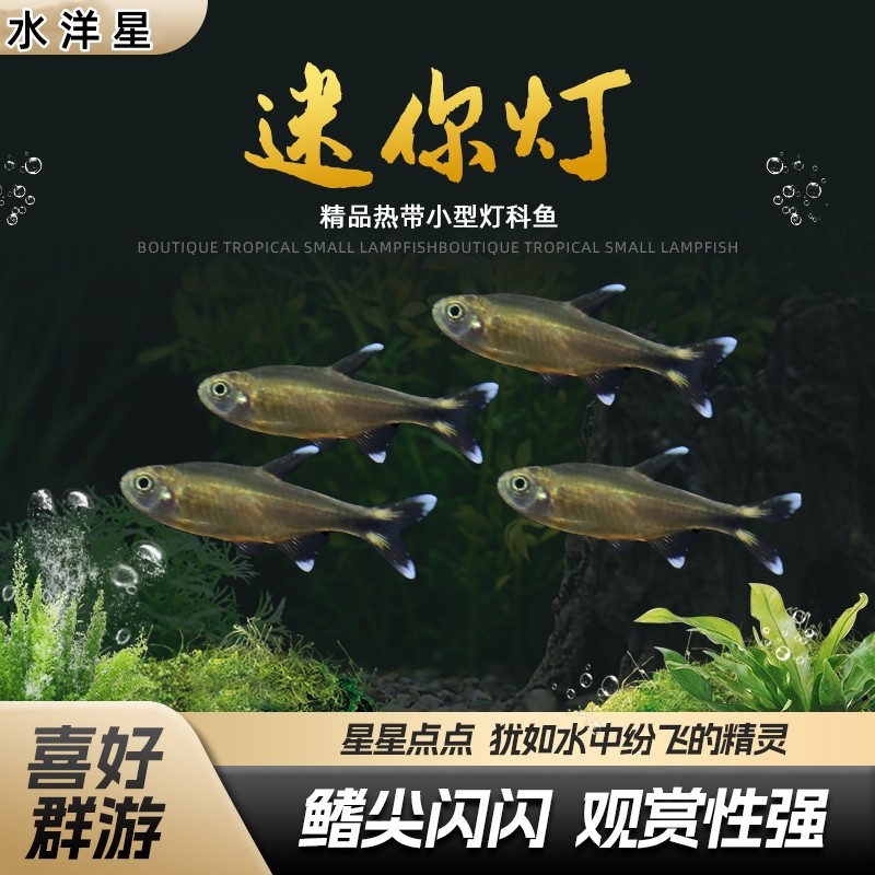 迷你灯鱼满天星热带观赏小型红绿灯草缸群游灯科鱼活体包邮观赏鱼,宠物/宠物食品及用品,鱼,淘宝优惠券,粉丝福利购,淘宝优惠卷
