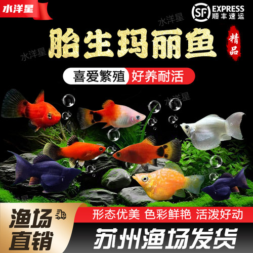 玛丽胎生鱼淡水热带鱼小型观赏鱼