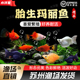 玛丽鱼皮球玛丽鱼米奇鱼胎生鱼孔雀鱼小型观赏鱼热带鱼淡水鱼好养