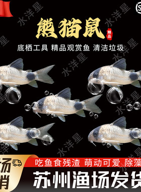 熊猫鼠清洁工具鱼底栖鱼除藻热带