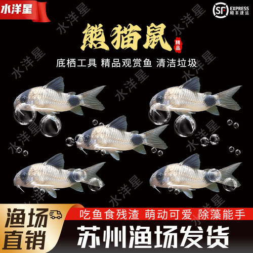 熊猫鼠清洁工具鱼底栖鱼除藻热带