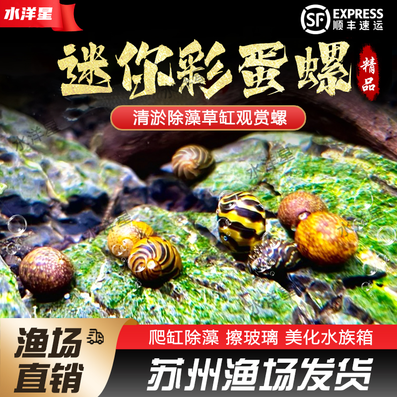 草缸清洁螺除藻淡水观赏螺