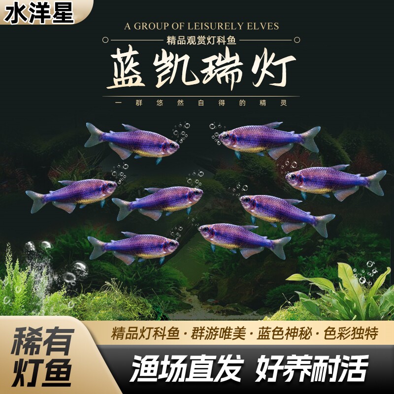 超级蓝国王鱼超级蓝凯瑞南美热带观赏鱼小型灯科鱼高端鱼淡水群游