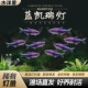 超级蓝国王鱼超级蓝凯瑞南美热带观赏鱼小型灯科鱼高端鱼淡水群游