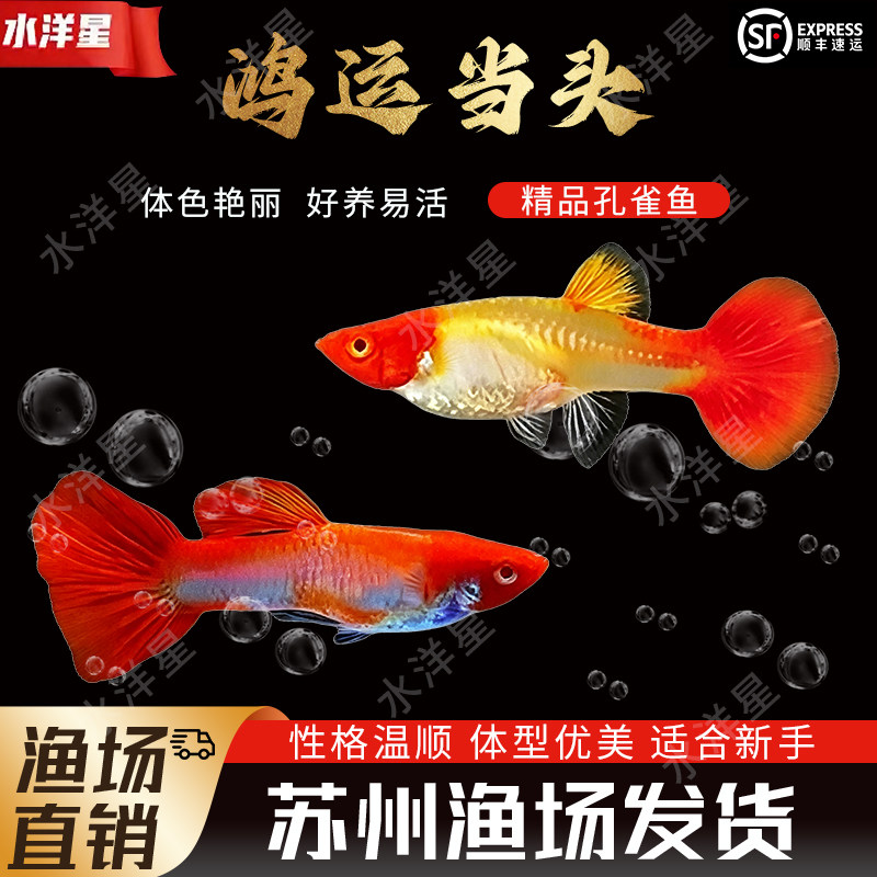鸿运当头孔雀鱼热带鱼好养耐活图片