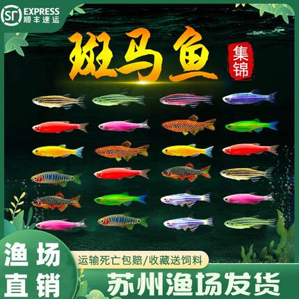 斑马鱼灯科鱼大号活体冷淡水观赏鱼好养耐活红绿灯小型热带草缸鱼