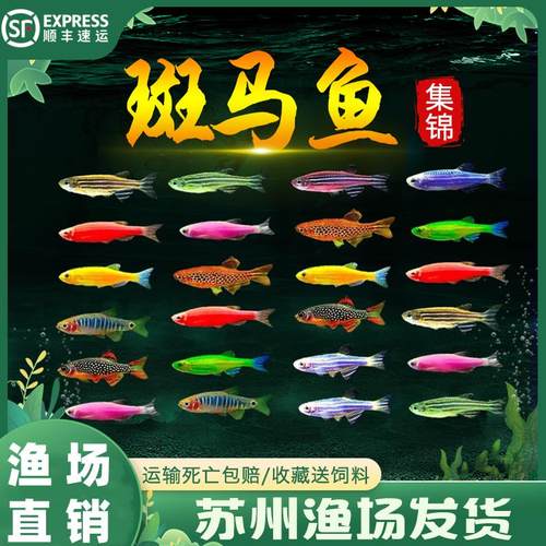 好养耐活斑马鱼小型热带淡水鱼