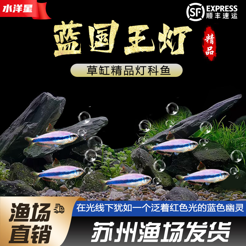 蓝帝王灯蓝国王灯皇后灯蓝帝提灯热带鱼观赏鱼小型鱼活体群游好养