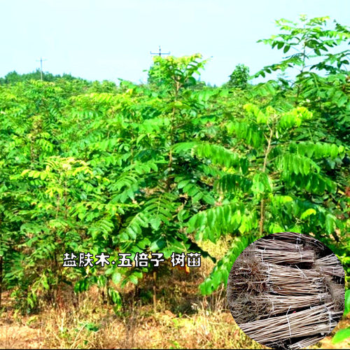 野生盐肤木树苗五倍子木苗栽植养蜂用密源植物药材庭院地栽健康