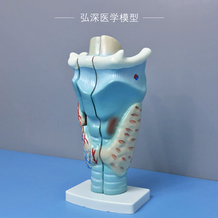 喉解剖模型人体咽喉咙喉部甲状腺声带结构放大模具耳鼻喉医学教学