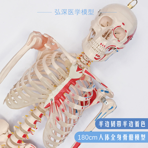 人体全身骨骼模型附韧带肌肉着色