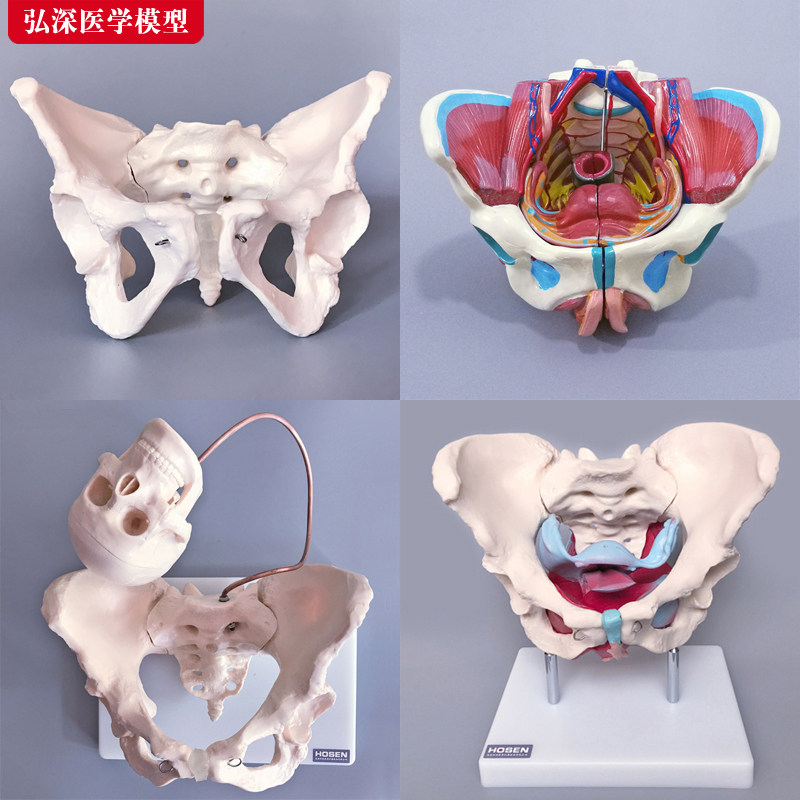 人体骨盆模型成人一比一