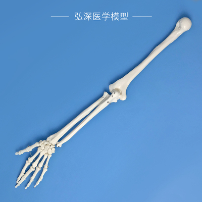 人体上肢骨骼模型手骨尺骨桡骨