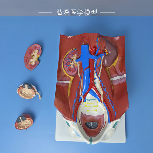 人体泌尿系统模型膀胱可拆