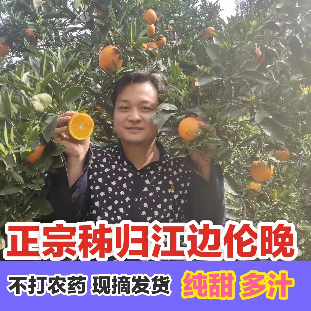 正宗伦晚脐橙秭归春橙当季新鲜水果现摘宜昌超甜农家橙子手剥橙子