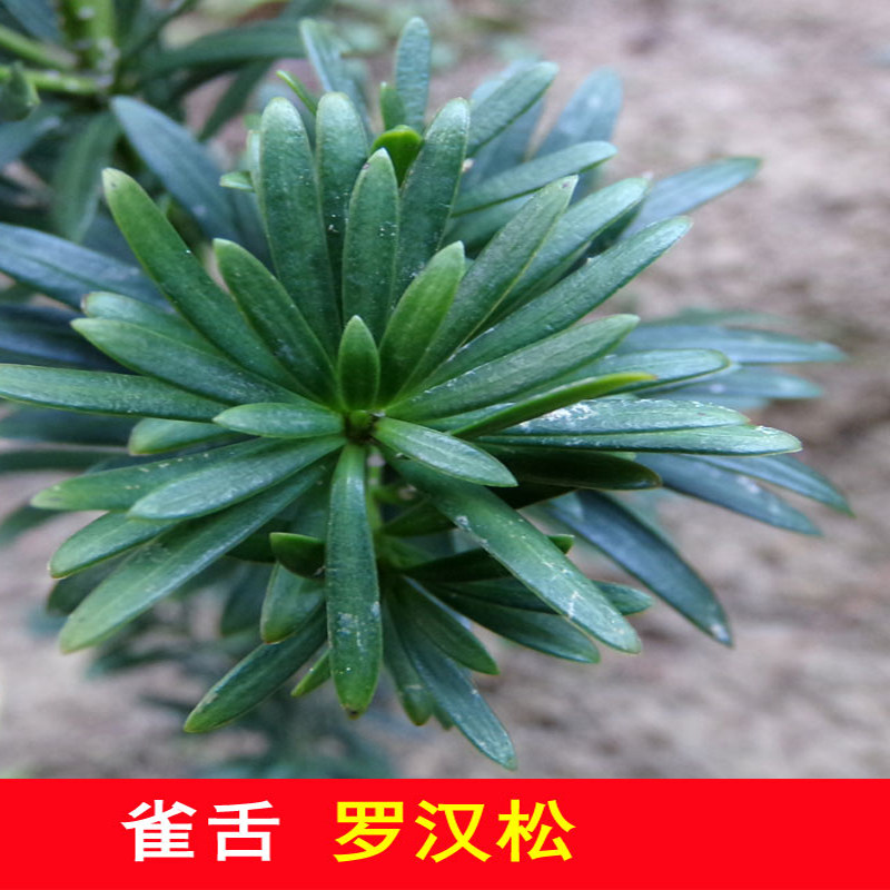 雀舌罗汉松苗高档绿植盆栽罗汉松枝多叶小而密小叶罗汉松树苗大苗