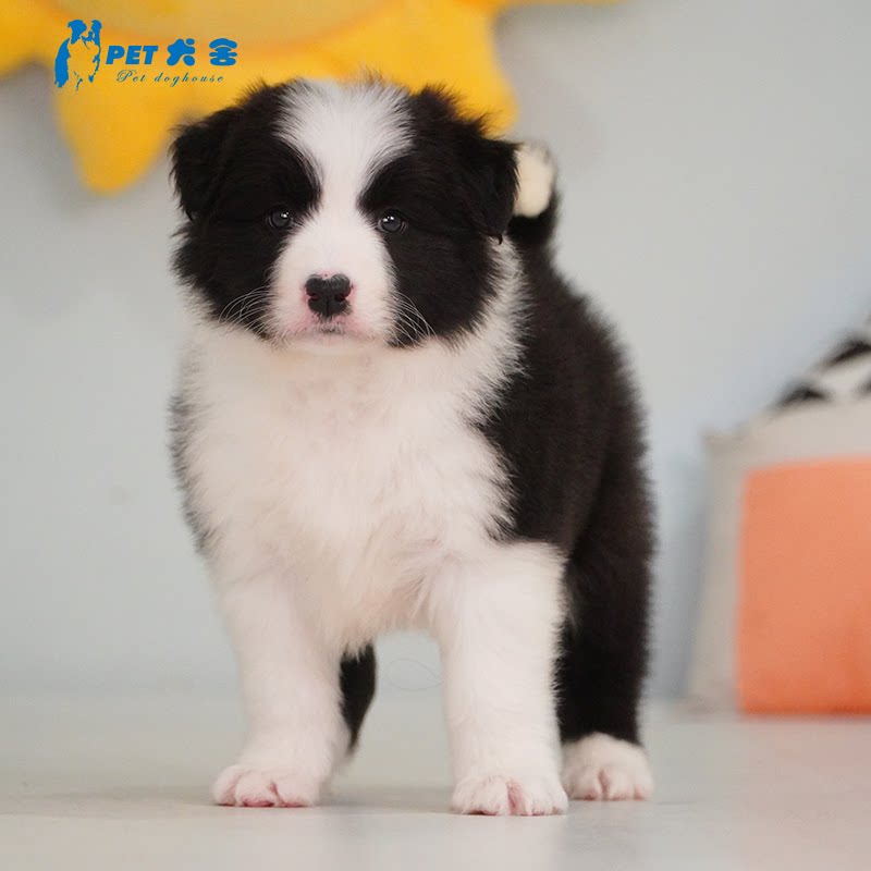 边牧幼犬纯种活体陨石宠物狗上海犬舍中型犬赛级双血统边境牧羊犬