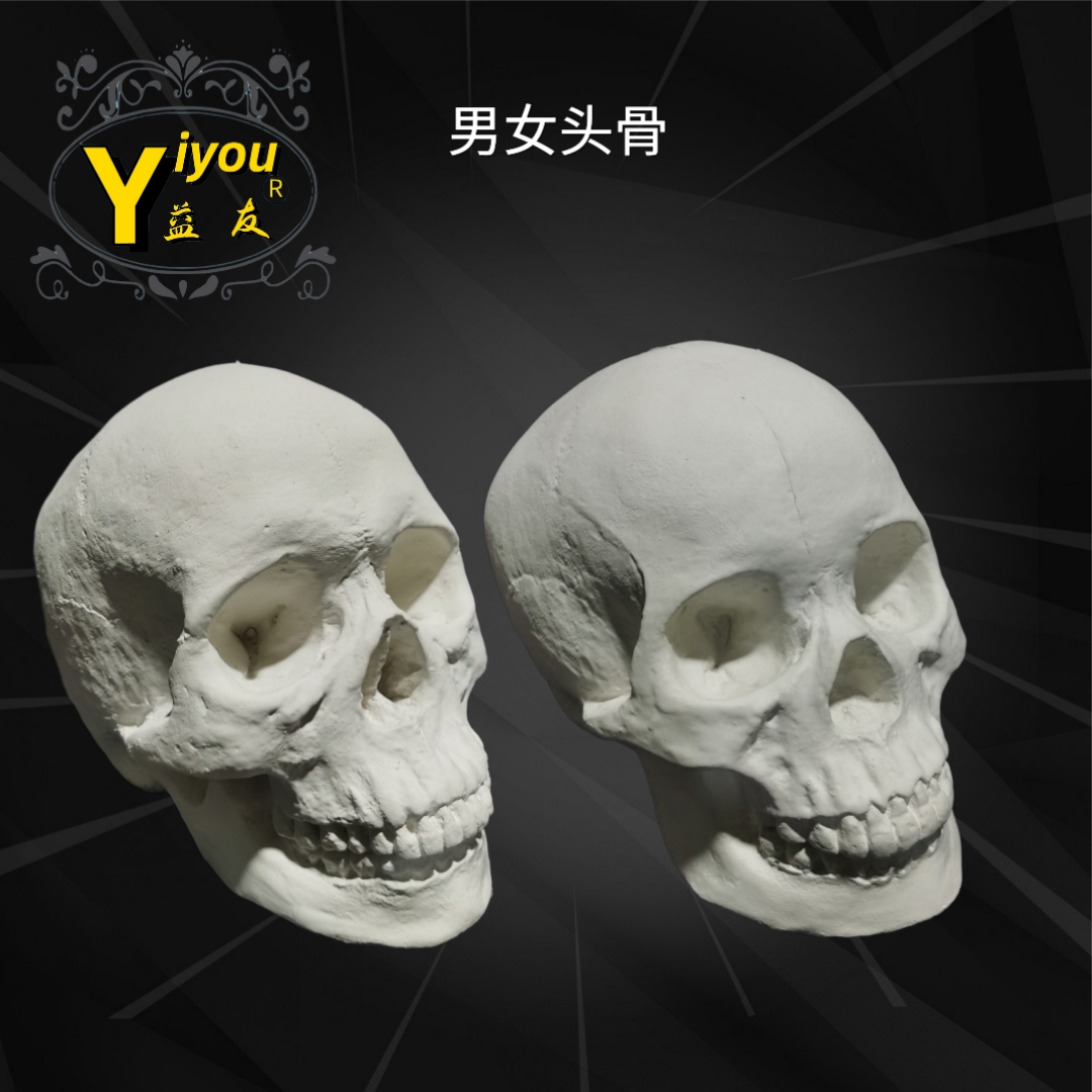 石膏头骨模型素描石膏男女头骨人物骷髅头石膏像美术教具用品头骨