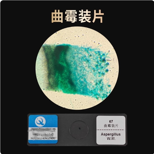 曲霉装片青霉切片黑根霉装片顶芽纵切初中生物实验玻片 皖南43301