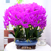 特大号仿真花保湿 手感PU蝴蝶兰客厅装 饰花电视柜玄关假花公司摆设