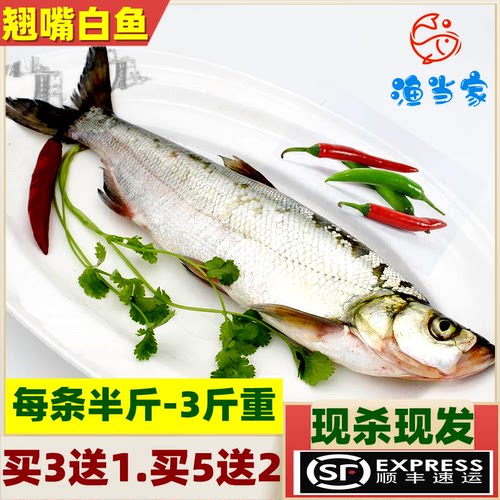 顺丰包邮翘嘴鱼湖北特产鲜活刁子鱼翘壳鱼大白刁白鱼新鲜现杀现发