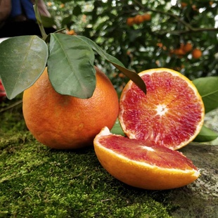 麻阳血橙新鲜低糖水果当季整箱10斤薄皮红肉湖南塔罗科雪橙玫瑰香