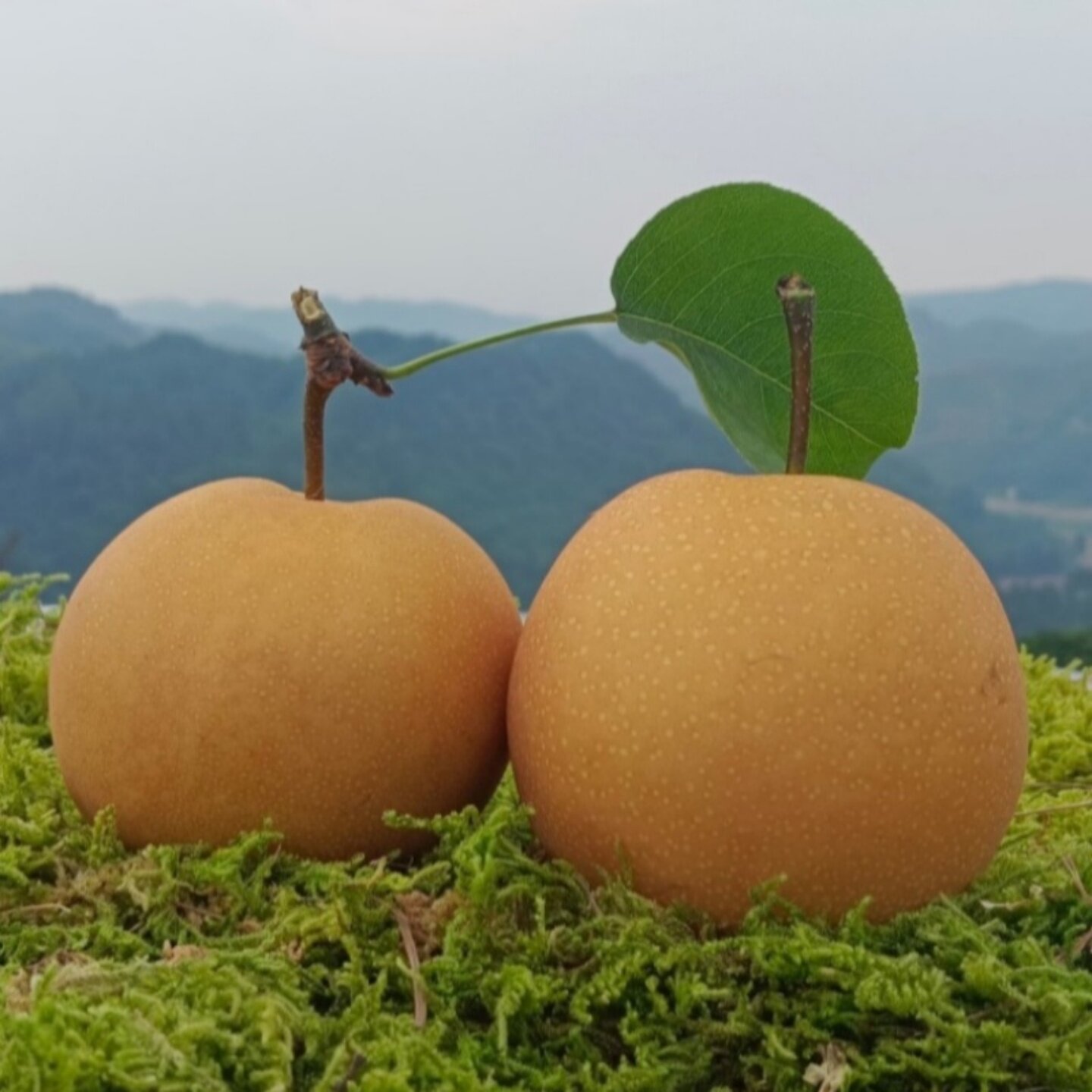 正宗麻阳金秋梨现摘现发狠脆狠甜