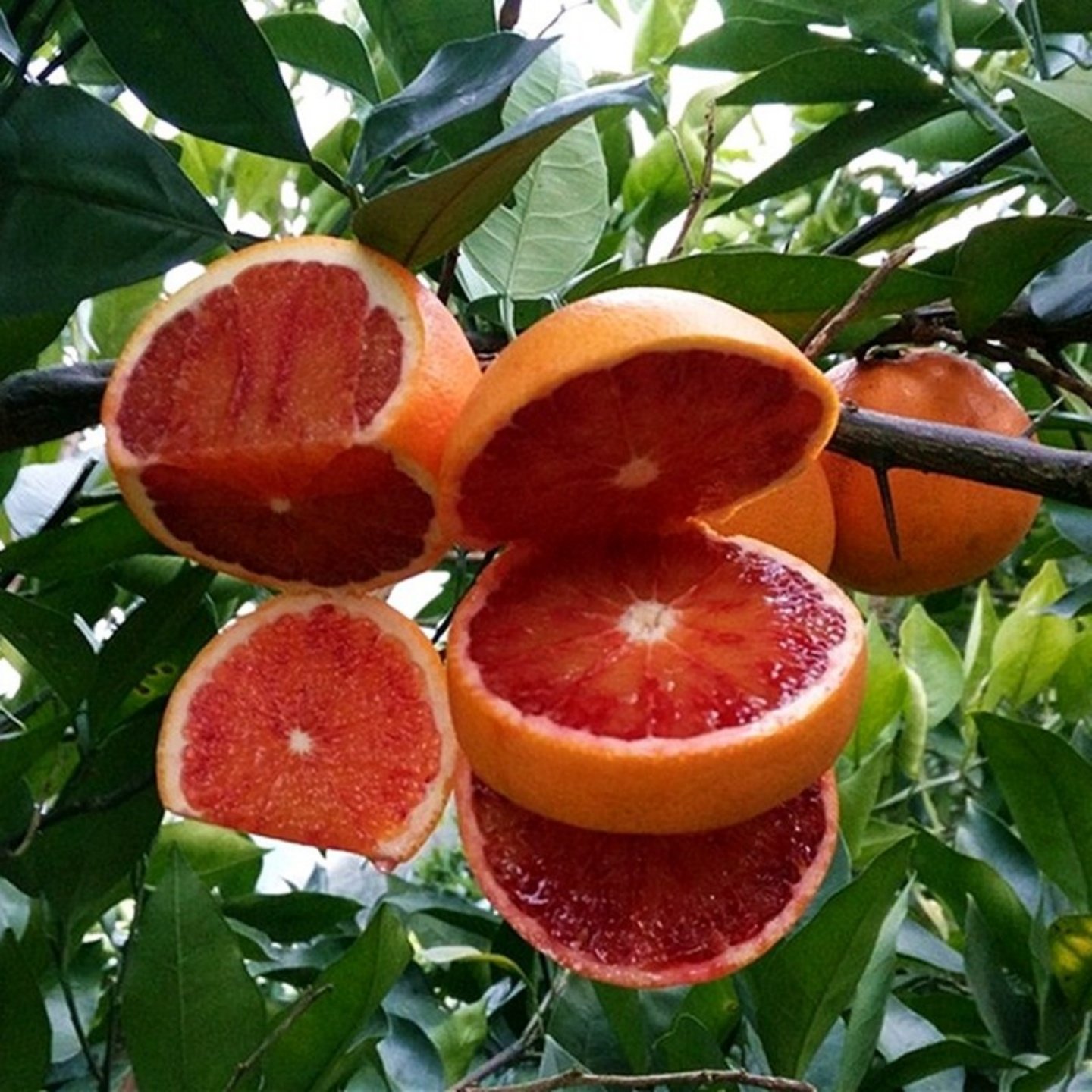 正宗麻阳塔罗科血橙养颜水果