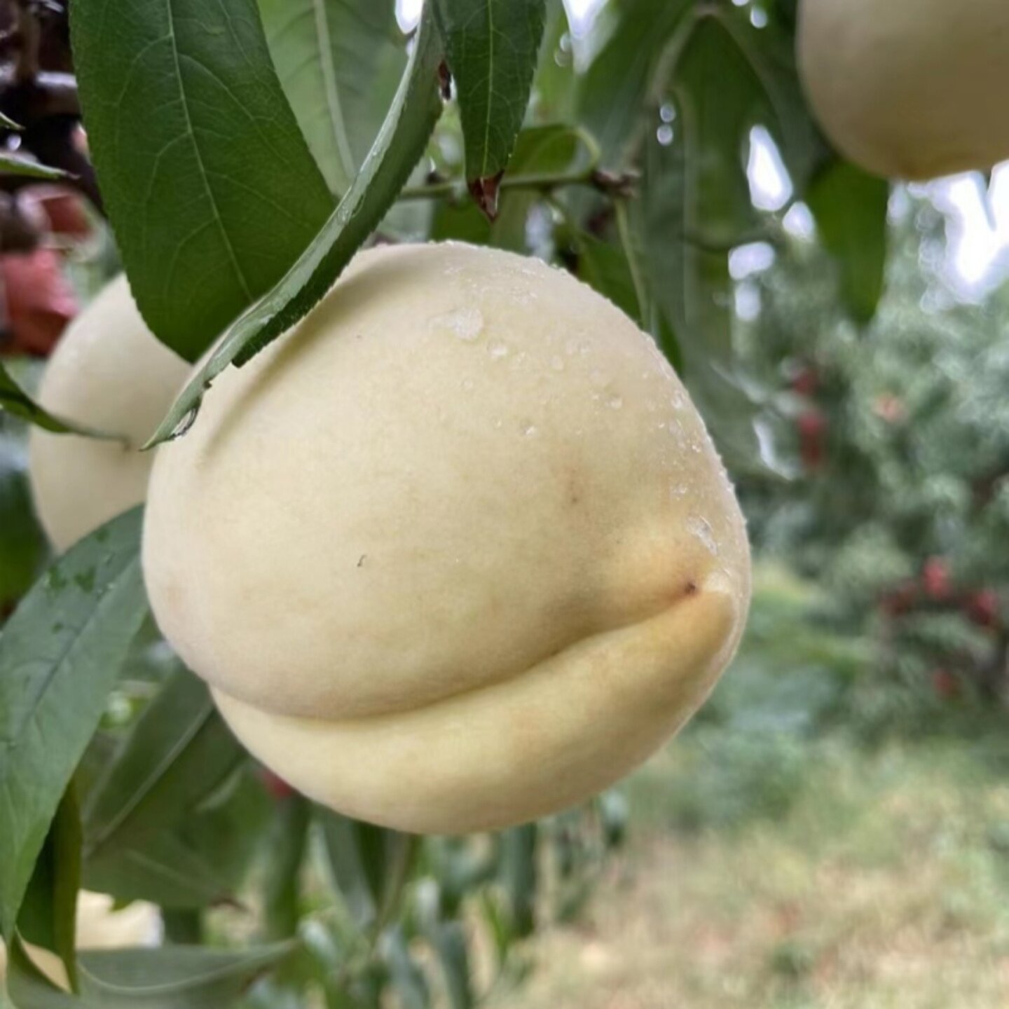 麻阳冬桃比黄桃更甜更脆