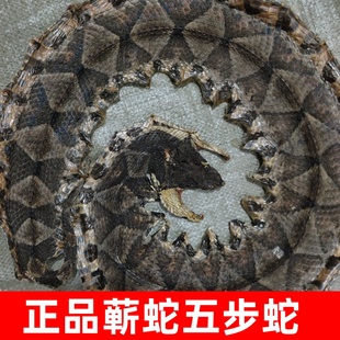 蕲蛇中药材正品五步蛇干蕲蛇粉八步蛇干大白花蛇蝮新货包邮泡酒