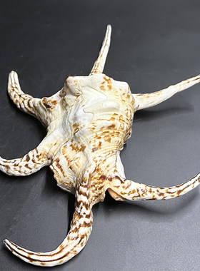 水字螺天然超大海螺贝壳六角螺水族鱼缸造景家居装饰礼物摆件标本