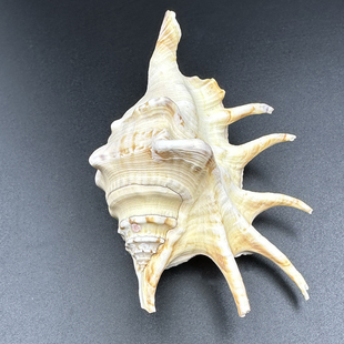 蜘蛛螺七角螺天然贝壳海螺稀有鱼缸装饰水族造景家居地台橱窗摆件