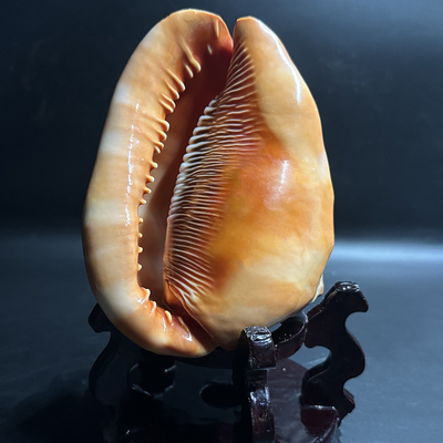 万宝螺天然海螺贝壳水族鱼缸装饰造景家居工艺品摆件四大名螺标本