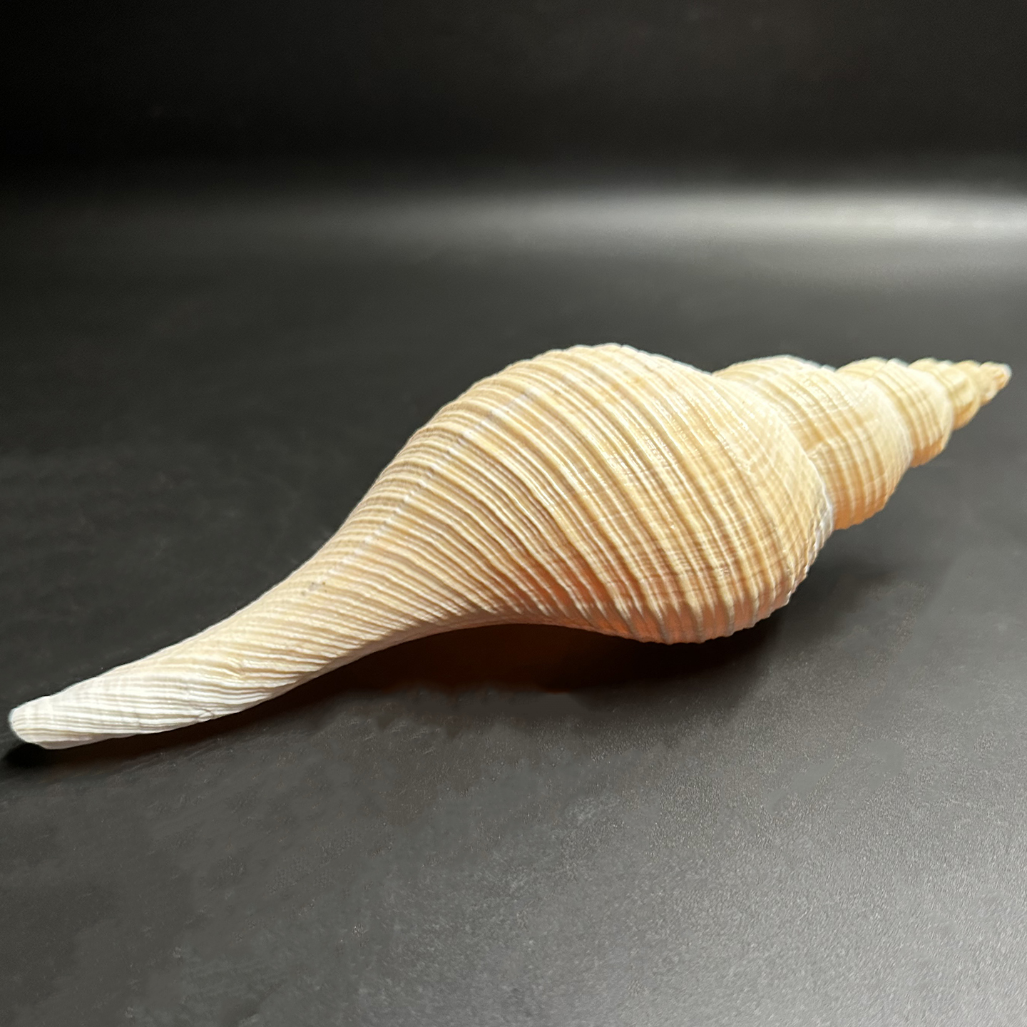 长香螺天然大贝壳海螺家居摆件饰品响香螺水族鱼缸装饰造景可吹响