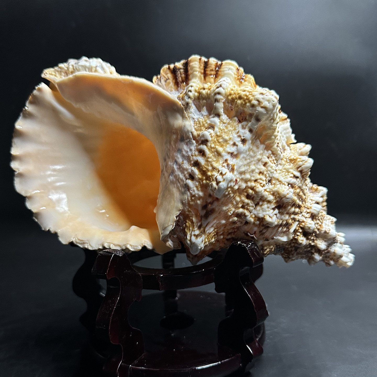 大白蛙螺石号螺天然超特大海螺贝壳家居装饰摆件水族鱼缸装饰造景