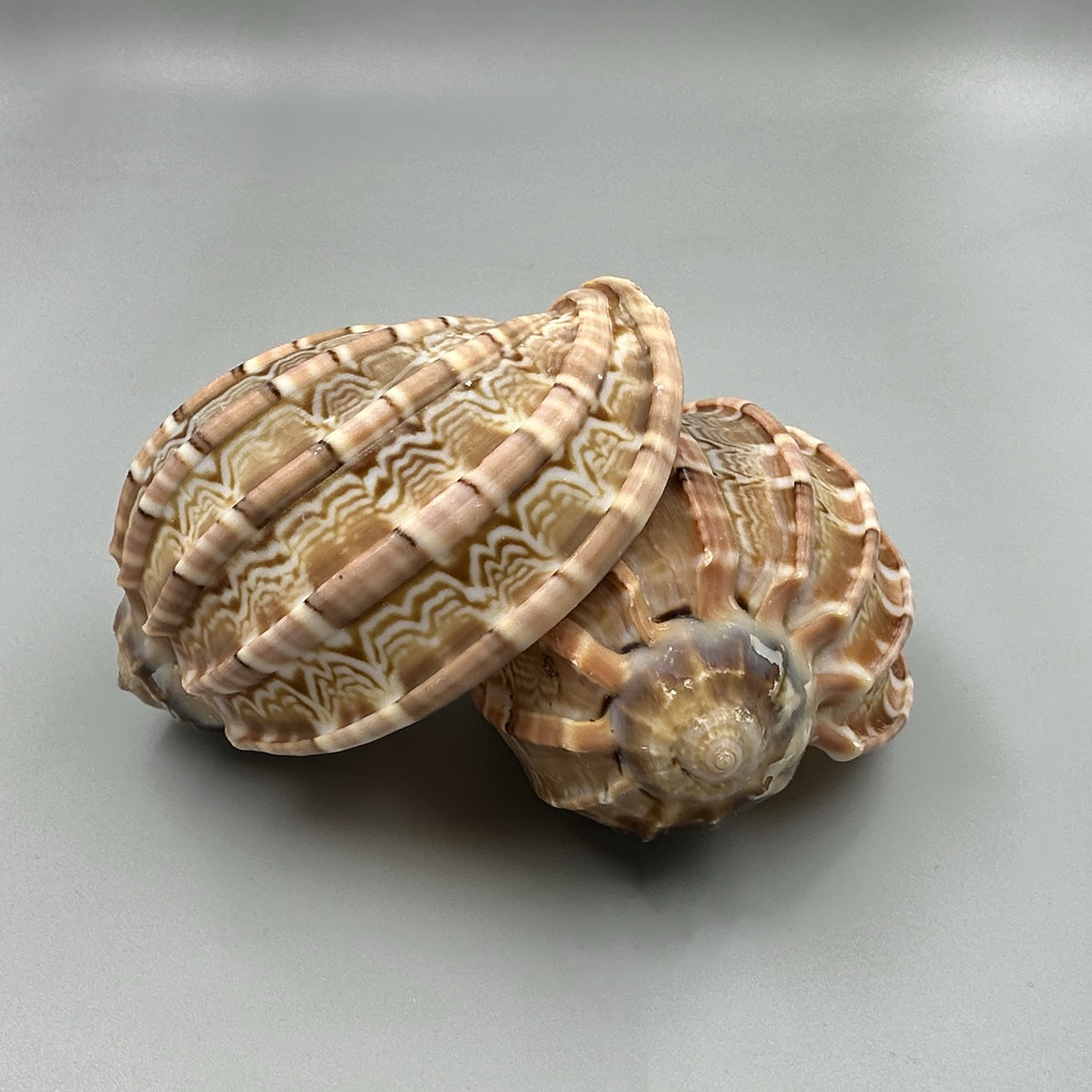 大杨桃螺天然海螺贝壳