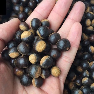 广西野生新鲜米椎子毛尖栗子锥栗坚果干货小板栗甜糯第一名小油票