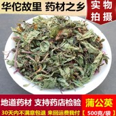 中药材蒲公英500克野生正品 另有蒲公英茶根 婆婆丁新鲜蒲公英干货