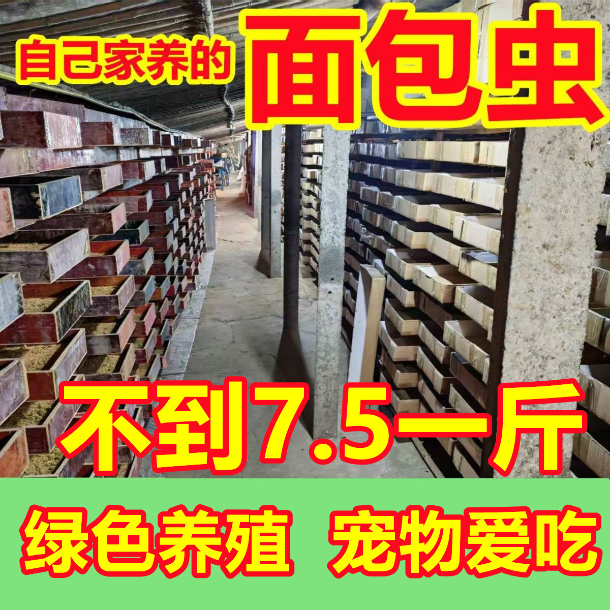面包虫活体黄粉虫活体宠物饲料蝎子林石蛙野钓鱼鸡鸟鲜活大个虫子